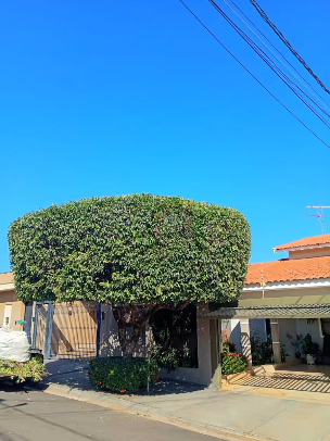Poda em Cúpula - Verde e Vida